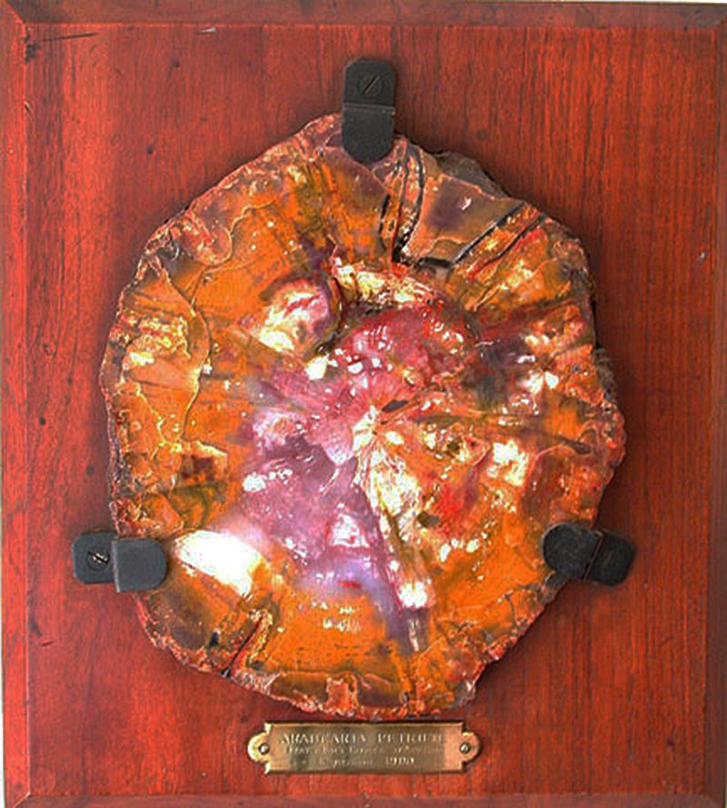 Petrified Wood Exhibited at 1900 Paris Exposition